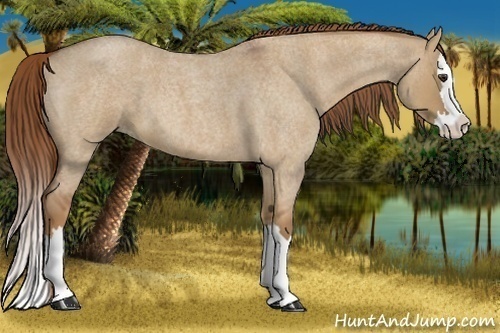 Horse Color:Red Dun Roan Splash 