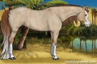 Horse Color:Red Dun Roan Splash 