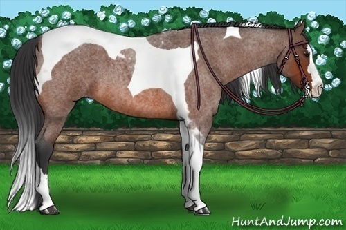 Horse Color:Bay Roan Splash Tobiano 