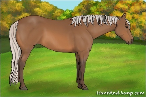 Horse Color:Silver Bay 