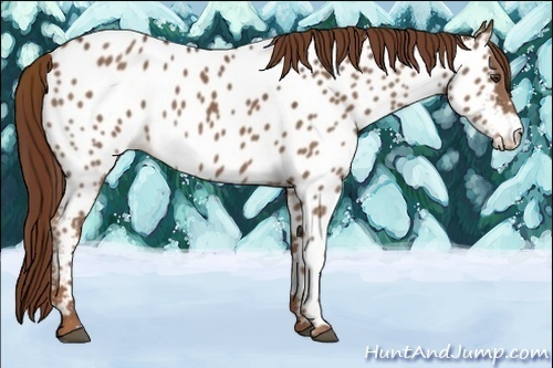 Horse Color:Chestnut Appaloosa