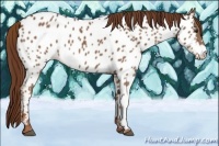 Horse Color:Chestnut Appaloosa 