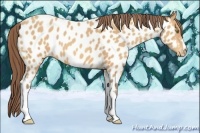 Horse Color:Amber Champagne Appaloosa 