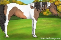 Horse Color:Buckskin Tobiano