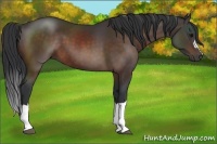 Horse Color:Brown 