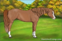 Horse Color:Chestnut Splash 