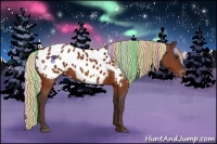 Horse Color:Painted Silver Bay Appaloosa 