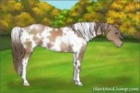 Horse Color:White Spotted Black Pearl 