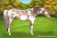 Horse Color:White Spotted Bay Pearl 