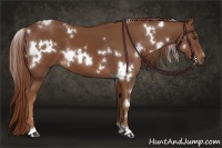 Horse Color:White Spotted Chestnut