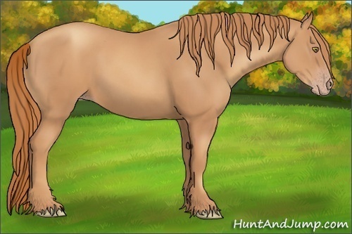 Horse Color:Gold Champagne