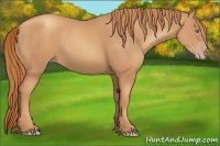 Horse Color:Gold Champagne
