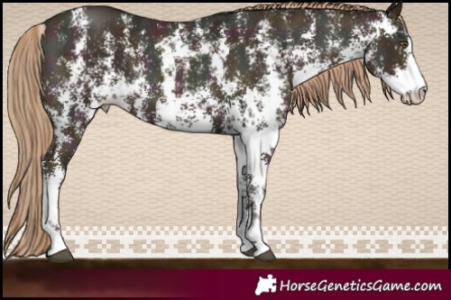 Horse Color:Midnight Liver Chestnut Ice Pearl Sabino