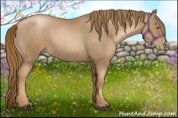 Horse Color:Liver Chestnut Pearl 
