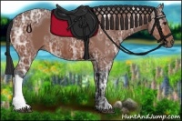 Horse Color:Bay Ice 
