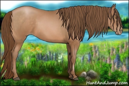 Horse Color:Bay Pearl 