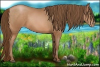 Horse Color:Bay Pearl 