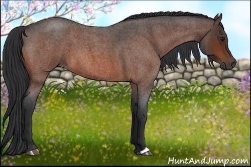 Horse Color:Bay Roan 