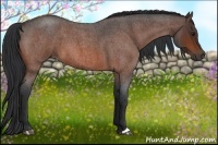 Horse Color:Bay Roan 