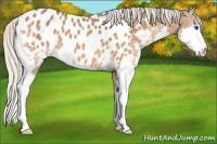 Horse Color:Silver Bay Splash Appaloosa 