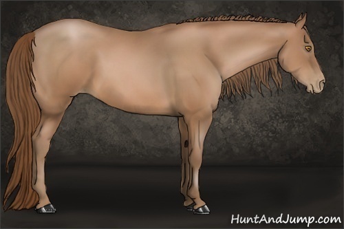 Horse Color:Bay Pearl