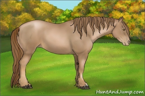 Horse Color:Liver Chestnut Pearl