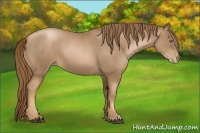 Horse Color:Liver Chestnut Pearl 