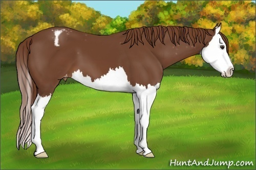Horse Color:Chestnut Splash Varnish