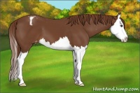 Horse Color:Chestnut Splash Appaloosa 