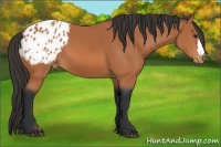 Horse Color:Bay Appaloosa 