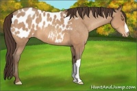 Horse Color:Amber Champagne Appaloosa 