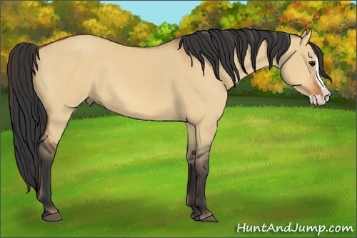 Horse Color:Bay Dun Splash