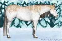 Horse Color:White Spotted Bay Splash  and White Spotted Buckskin Splash 