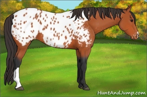 Horse Color:Bay Appaloosa