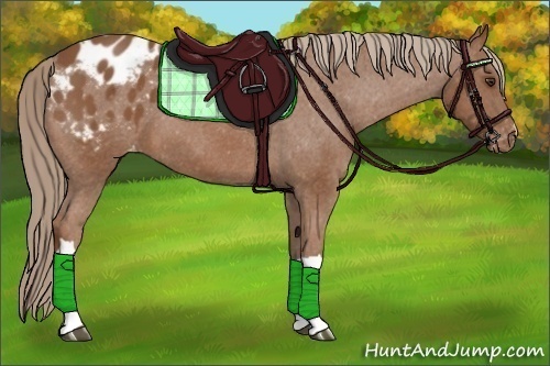 Horse Color:Chestnut Appaloosa