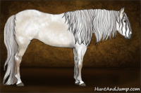 Horse Color:Gray White Spotted Liver Red Dun