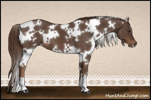 Horse Color:White Spotted Liver Chestnut 