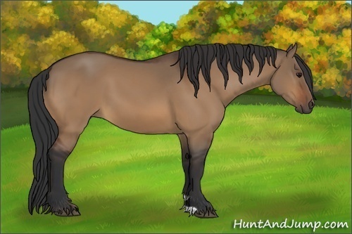 Horse Color:Bay Dun