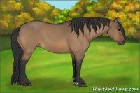 Horse Color:Bay Dun