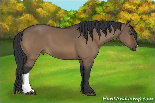 Horse Color:Bay Dun 