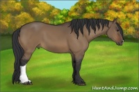 Horse Color:Bay Dun