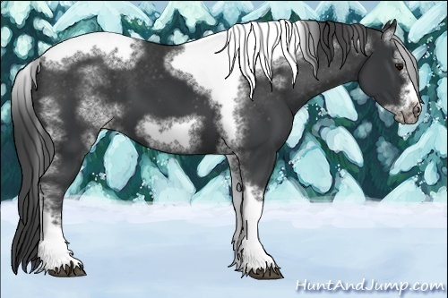 Horse Color:White Spotted Black Splash Tobiano Frame Appaloosa