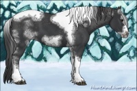 Horse Color:White Spotted Black Splash Tobiano Frame Appaloosa 