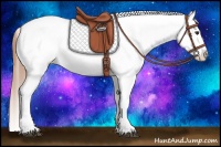 Horse Color:Chestnut Appaloosa 