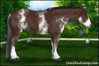 Horse Color:Gray White Spotted Bay Sabino 