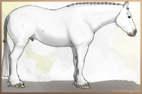 Horse Color:Gray Blue Roan Splash Tobiano Snowcap 