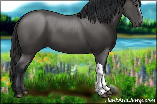 Horse Color:Black 