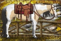 Horse Color:Bay Dun Splash Tobiano 