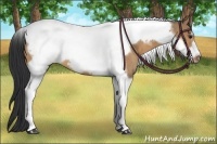 Horse Color:Bay Dun Tobiano Frame 