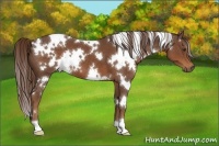 Horse Color:White Spotted Liver Chestnut 